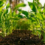Trump Announces New Tariff On Everyday Vegetable