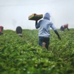 GOP To Replace Illegal Farm Workers With Who?