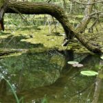 Trump Becomes King Of The Swamp?