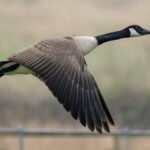 Video: Trump Renames Canadian Geese To What?